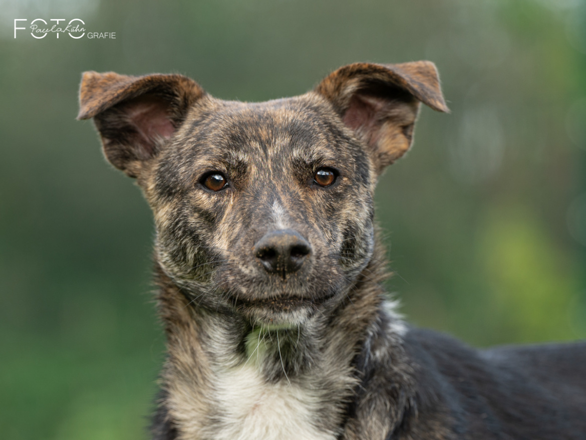 Nami, Mischling – Tierheim Lette