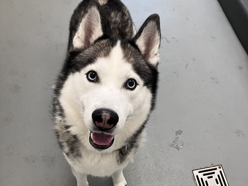 Sky, Sibirian Husky – Tierheim Lette