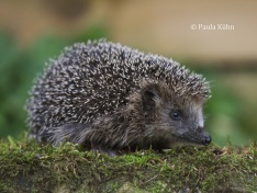 Igel