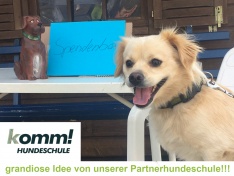 komm! Hundeschule