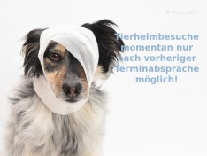 Bild Heny mit Verband_1