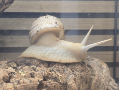 Achatschnecke