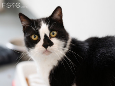 Katzen 22062026
