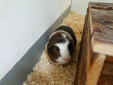 Barbara