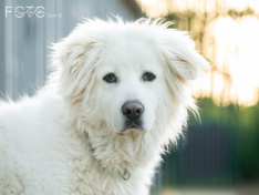 Hunde 06_26