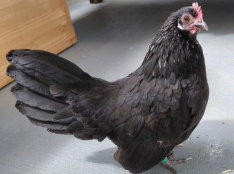 Blacky
