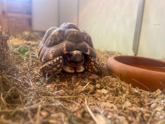 Bowser