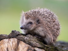 Igel1