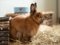 Kaninchen 06_26