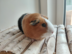 Brösel