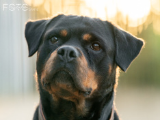 Buddy 2