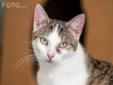 Katzen 22062026