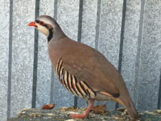 Chukar