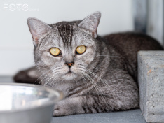 Katzen 22062026