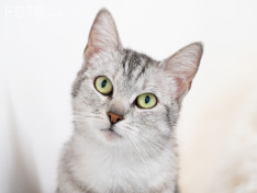 Katzen 07_26