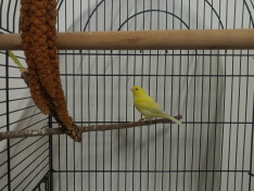 Fly