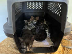 7x Kitten