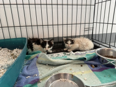 2 Kitten Coe SW