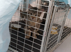 Fundkatzen Gescher