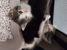Luca Kitten