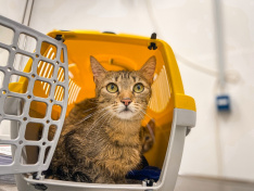 Fundkatzen aus Heek