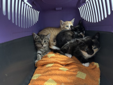5xKitten