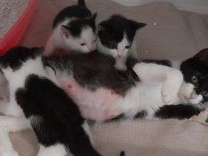 Kitten steinfurt