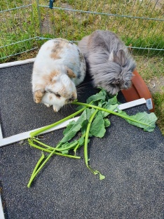 Gandalf und Muffin