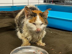 Fundanzeige gülli Fundanzeige gülli