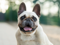 Hunde 06_26