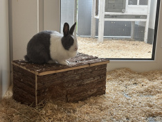 Hilde