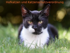 Hofkatze3