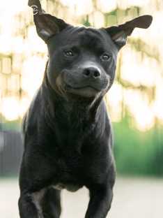Hunde 06_26
