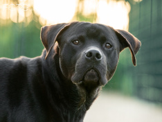 Hunde 06_26
