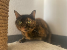 Isabel