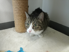 Katerchen