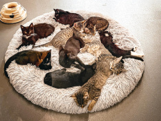 Kittenflut1