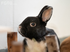 Kaninchen 06_26