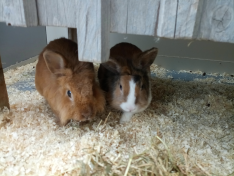 Lilly und Fox