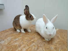 Lily und Möhrchen