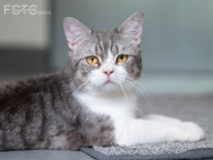 Katzen 22062026