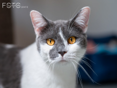 Katzen 22062026