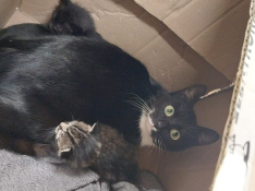 Ausgesetzte Katzen