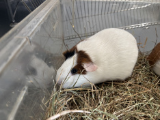 Nebra