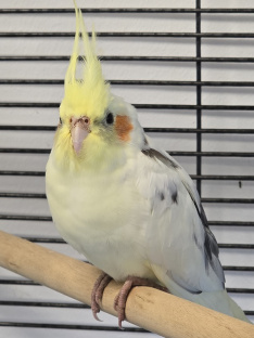Nymphi