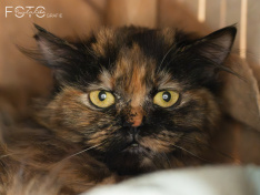 Katzen 07_26