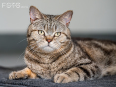 Katzen 22062026