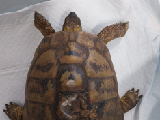 Schildkröte
