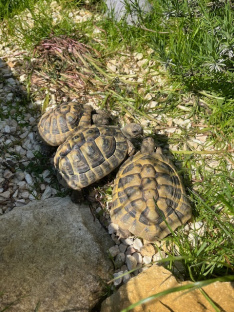 Schildkröte