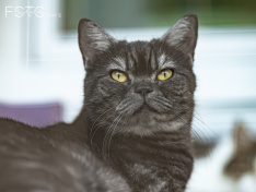 Katzen 07_26